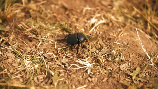 A desert beetle walking slowly on ground