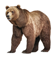 Fototapeta premium a walking grizzly bear on transparent background