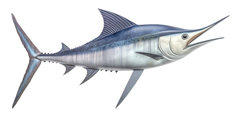 illustration of a barracuda fish on transparent background