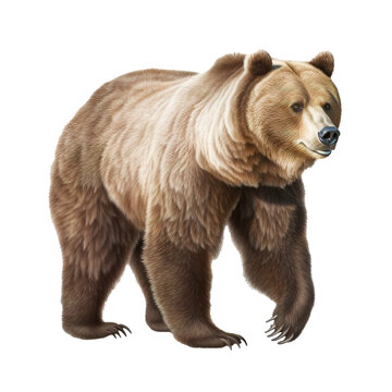 a walking grizzly bear on transparent background