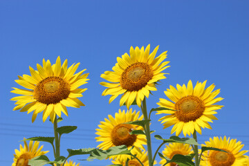 field of sunflowers