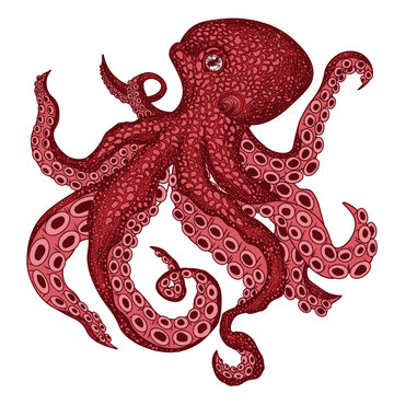 Vector illustration of a red octopus painted in engraving style