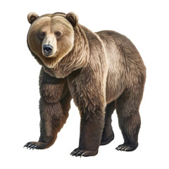 illustration of a grizzly bear on transparent background
