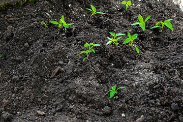 Newly planted little tomatoes pepper seedling in ground, soil in organic vegetable garden, greenhouse. farming, cultivation, agriculture, agronomy in spring summer concept