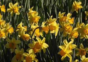 Obraz premium blooming daffodil flowers in the garden 