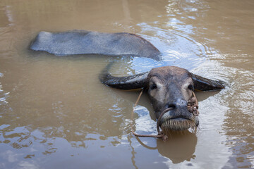 Water buffalo. Vietnam