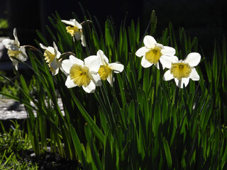  blooming daffodil flowers in the garden          