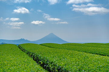 南九州市の茶畑と開聞岳