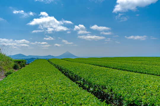 南九州市の茶畑と開聞岳
