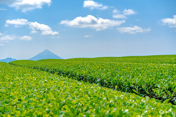 南九州市の茶畑と開聞岳