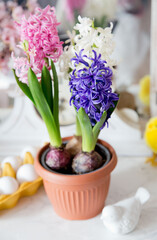 decoration of spring hiacint in the easter time