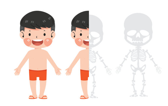 Cute boy skeleton anatomy chart