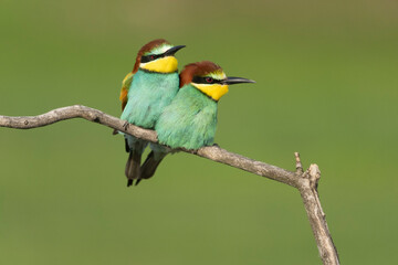 bee eater perched on a branch