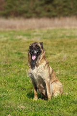 Belgian shepherd malinois
