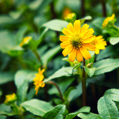 yellow flower in the garden