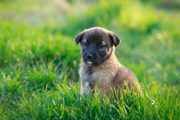 Puppy breed Alabai