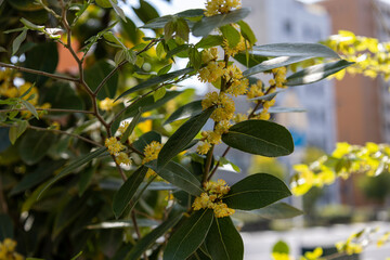 ゲッケイジュの黄色い花
