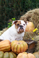 dog breed english bulldog