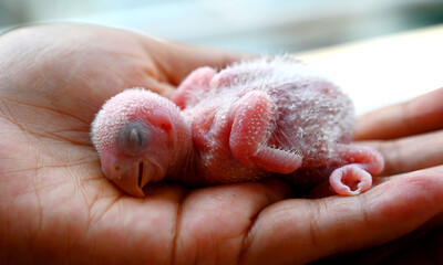 newborn bird in hand