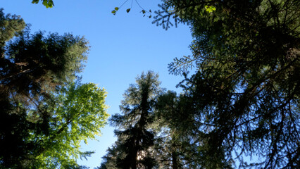 nice blue sky with clouds, big greenery branches, view from below - photo of nature