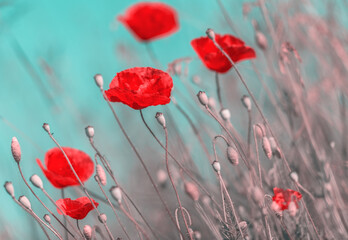 Poppies flowers on pastel colors background