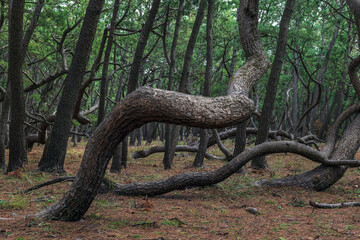 佐賀 虹の松原の松原