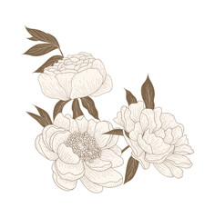 Luxury gold peonies. Trendy botanical elements. Hand drawn line leaves branches and blooming. Flower line art  design for prints,, wall arts, greeting card, invitation and wedding cards.