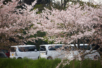 駐車場の車と満開の桜の風景
