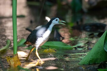 Kareo bird Is a bird species that belongs to the Rallidae family. Usually this bird can be found in swamp grass, rice fields and of course in areas that smell wet