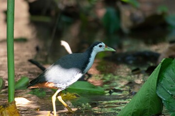 Kareo bird Is a bird species that belongs to the Rallidae family. Usually this bird can be found in swamp grass, rice fields and of course in areas that smell wet
