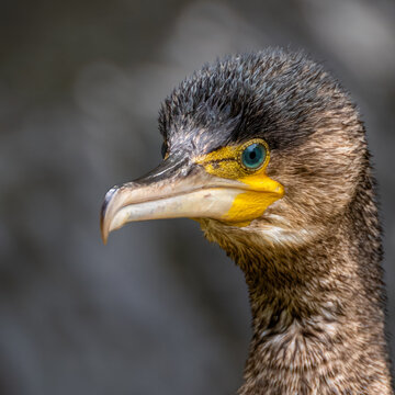 Cormorant Head