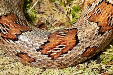 Maize runner. Spotted climbing runner. A red rat snake. Pantherophis guttatus.