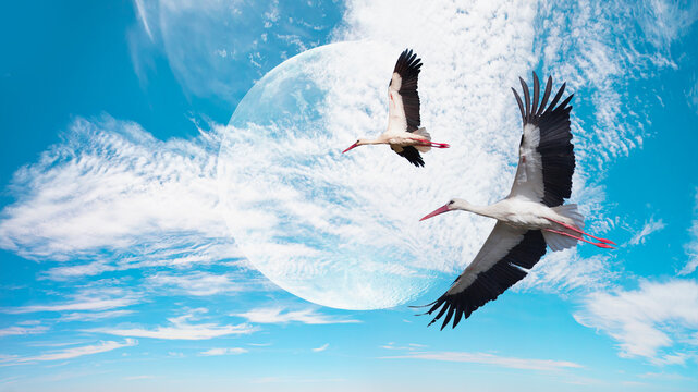 White Storks in flight with white full moon "Elements of this image furnished by NASA