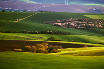 Beautiful spring landscape. Sunset in Tuscany. Agricultural landscape. 