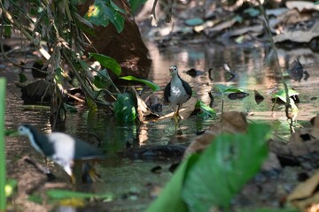 Kareo bird Is a bird species that belongs to the Rallidae family. Usually this bird can be found in swamp grass, rice fields and of course in areas that smell wet