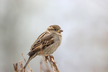 Sparrow bird perched on tree branch. House sparrow female songbird (Passer domesticus) sitting singing on brown wood branch with grey out of focus negative space background. Sparrow bird wildlife. - 588367088