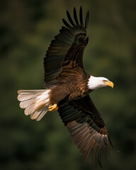 Obraz premium american bald eagle