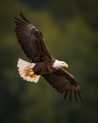 Fototapeta premium american bald eagle in flight