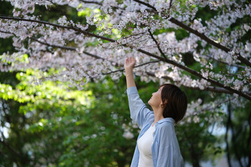 Asian young woman raise arm to touch white sakura flower on tree branch in spring park © Robert