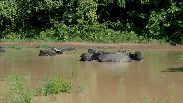 The Water buffaloes or Asian buffalo in Indian lake during hot summer day, India	