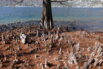 Bald cypress knees