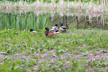 Ducks with a green head, a drake basking on the grass. Birds on the shore of the reservoir