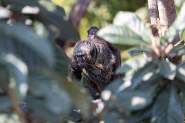 A Pithecia pithecia mother with her offspring on her back on a tree