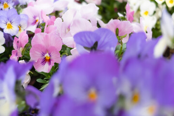 春の公園に咲く紫色のビオラ