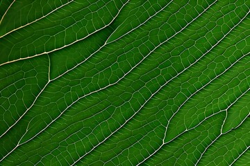Green leaves texture, Extreme close up texture of green leaf golden veins