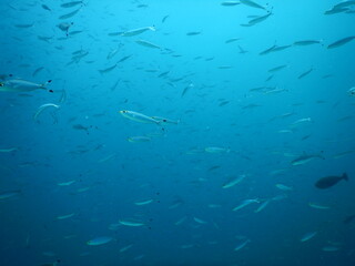 セブダイビング