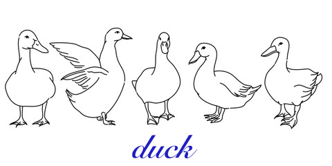Fototapeta premium Hand-Drawn Outlines of a Cute duck in Various Poses, Rendered in Doodle-Style Drawing with Freehand Sketching