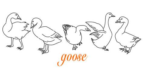 Hand-Drawn Outlines of a Cute goose in Various Poses, Rendered in Doodle-Style Drawing with Freehand Sketching