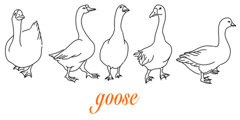 Fototapeta na wymiar Hand-Drawn Outlines of a Cute goose in Various Poses, Rendered in Doodle-Style Drawing with Freehand Sketching