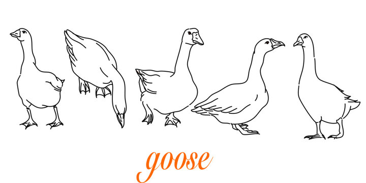 Hand-Drawn Outlines of a Cute goose in Various Poses, Rendered in Doodle-Style Drawing with Freehand Sketching